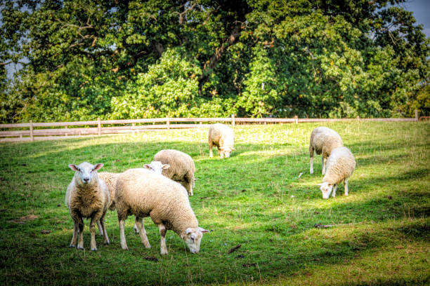 Wooly Sheep in the Pasture Seven Sheep in the Pasture sheep flock stock pictures, royalty-free photos & images