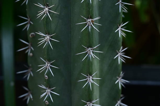 istock beautiful cactus in the garden 1428567469