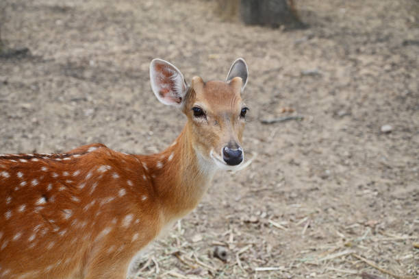 istock white spotted deers in the zoo 1428567472
