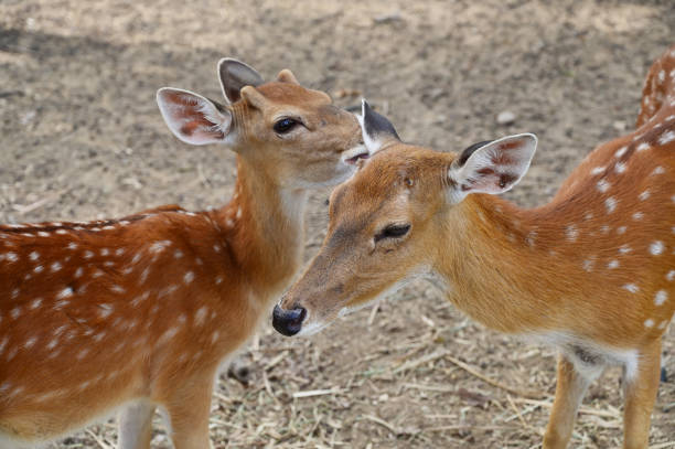 istock white spotted deers in the zoo 1428567477