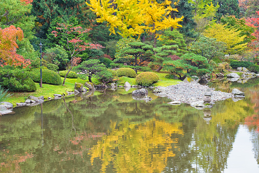 Green pond in Japanese garden in Bonn, Germany