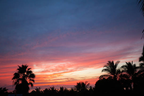istock Palm leaves against the sunset. 1428571958