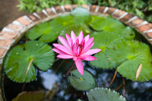 Pink blooming water lily (Nymphaea)