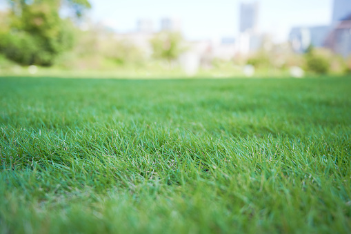 Green grass background Selected Focus