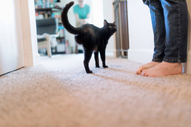 A disabled cat, who lost a rear leg in an accident, is not slowed down by his injury.  He leads a happy and healthy pet life at home.