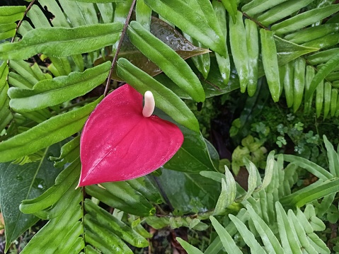 Red anthurium flower, freshness and juiciness in a small garden after the rain, taken in Bangkok, Thailand.