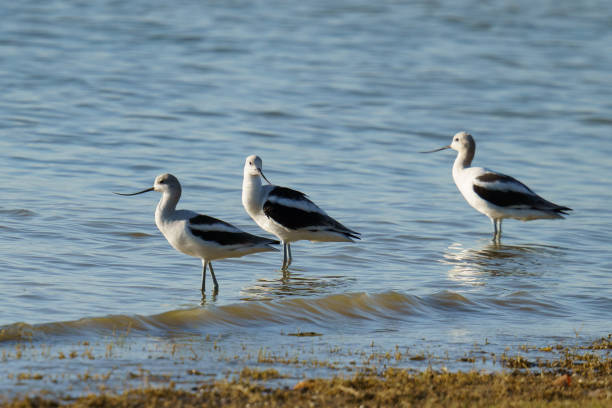 American Avocets take a break during migration at Lake Arlington.