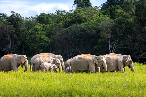 Wild elephant family walking and eating small trees and bushes in green grass field of tropical rainforest on sunny day, Thailand.