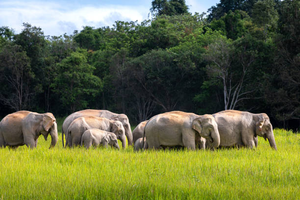 Wild elephant family in green grass field of tropical rainforest. Wild elephant family walking and eating small trees and bushes in green grass field of tropical rainforest on sunny day, Thailand. asian elephant stock pictures, royalty-free photos & images