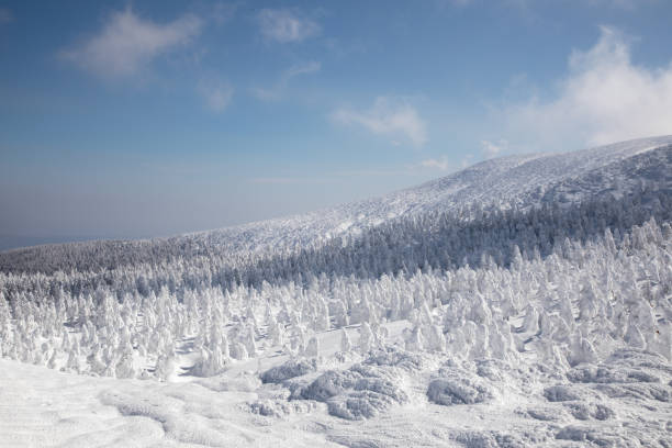 Snowy mountains, Snow covered trees , at Zao Onsen