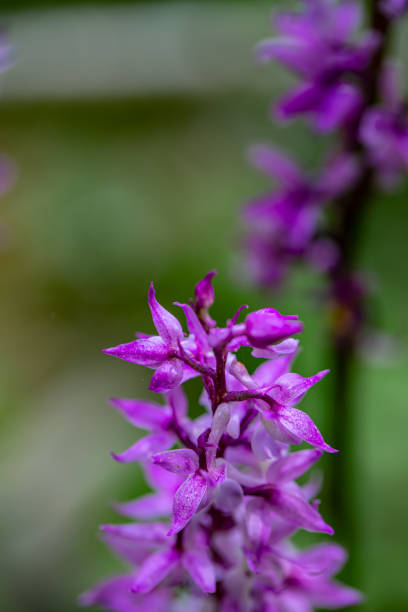 istock Orchis mascula flower growing in meadow, close up 1428586168
