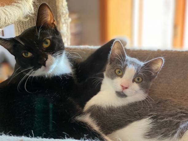 istock Perfect feline pair 1428586998