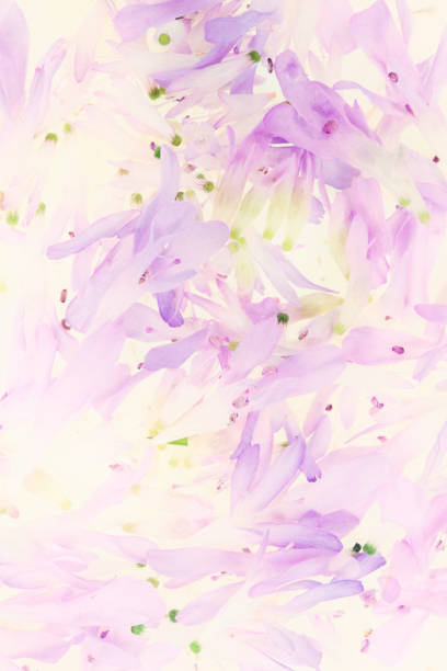 Burgundy purple abstract flower petals against white background
