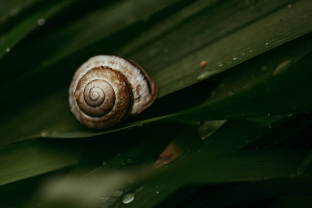 Snail on the leaves