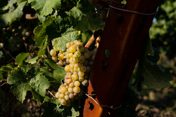 tir rapproché des raisins blancs suspendus. - gewurztraminer photos et images de collection