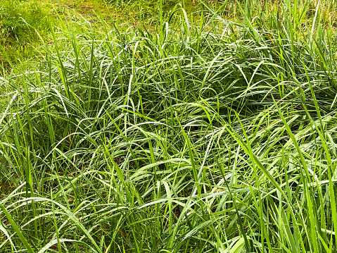 The tall grass creates a background picture. This marsh grass was growing in Seward, Alaska.