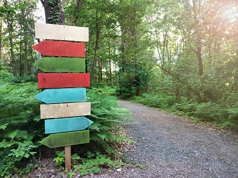signposts in the forest