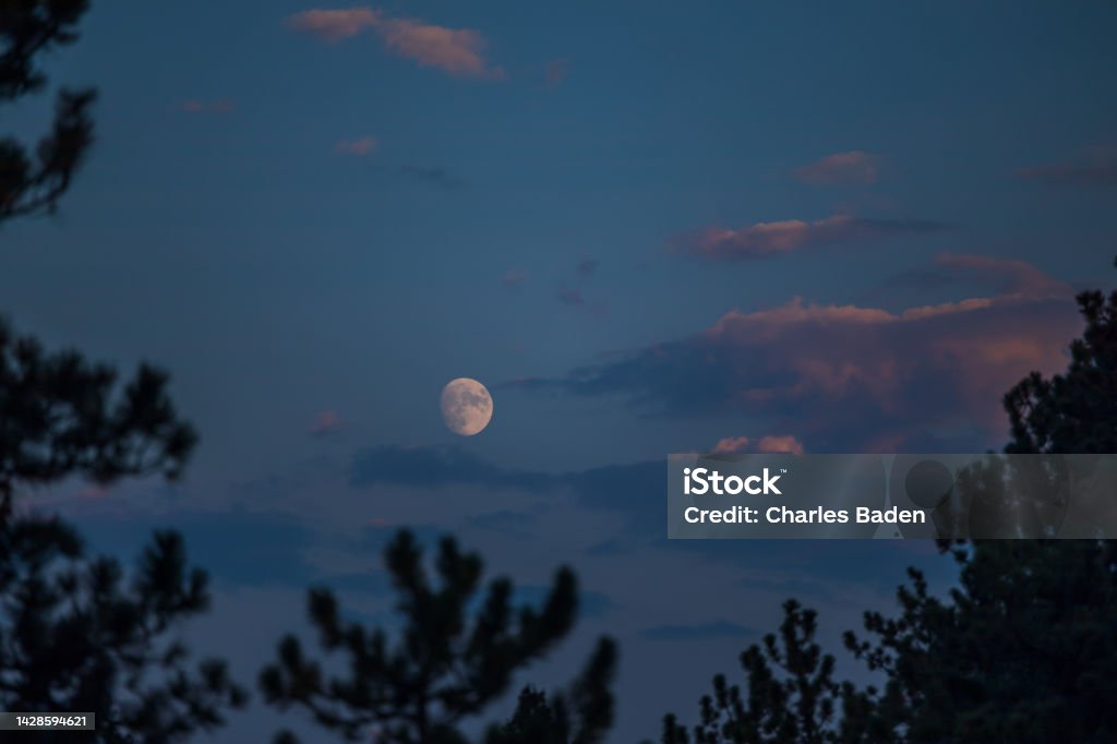Moon Rising Through Trees Moon Rising Over Pine Trees With Twilight Clouds Stock Photo - Download ...