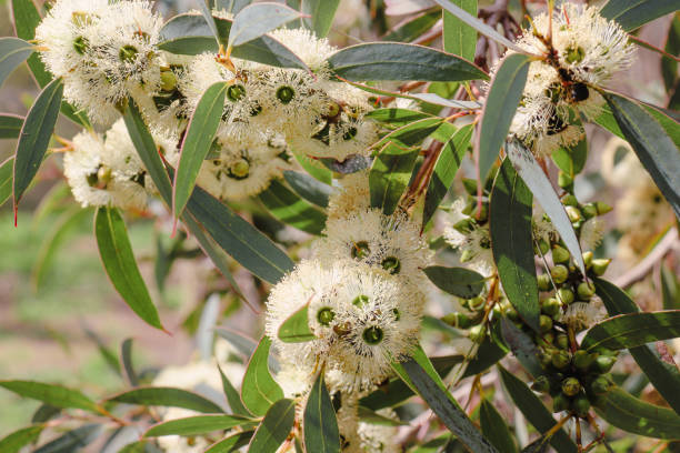 istock close up of white eucalyptus flowers 1428595502