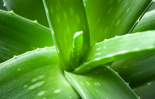 Aloe vera green plant.