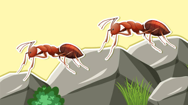 Thumbnail design with two red ants Thumbnail design with two red ants illustration ant clipart pictures stock illustrations