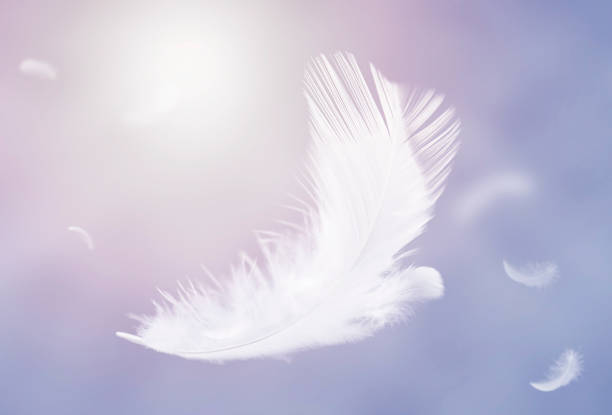 istock Abstract White Feathers Floating in the Sky. Feathers Flying in Dreaming Heavenly. 1428598466