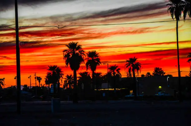 Palm trees in Phoenix, Arizona at sunset in the Arizona desert.