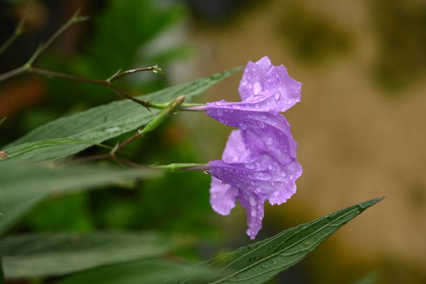 purple flowers on its stem