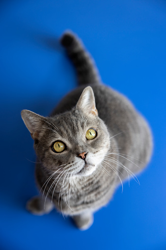 British shorthair cat looking up on blue background