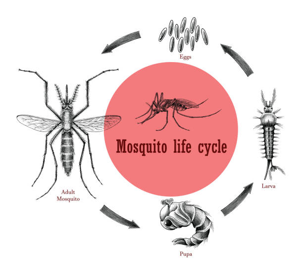 ilustrações, clipart, desenhos animados e ícones de ciclo de vida do mosquito desenho manual de gravura estilo clip art - engraving eggs engraved image old fashioned