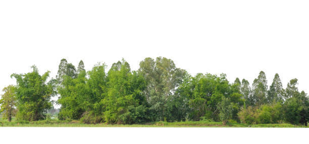 istock Green Trees isolated on white background. are Forest and foliage in summer for both printing and web page 1428606622