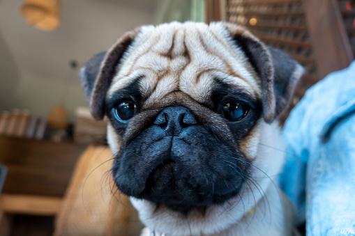 Portrait of a pug dog