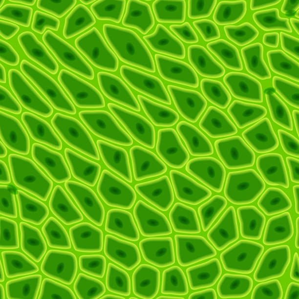 ilustraciones, imágenes clip art, dibujos animados e iconos de stock de textura de célula vegetal verde bajo un microscopio o patrón sin costuras de naturaleza abstracta - chlorophyll