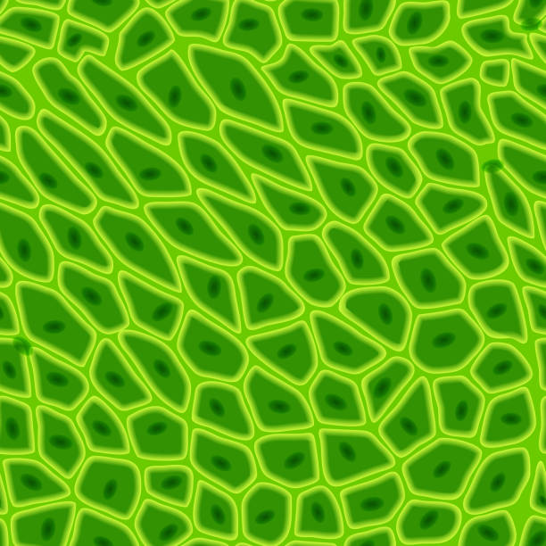 ilustrações, clipart, desenhos animados e ícones de textura de célula vegetal verde sob um microscópio ou padrão abstrato da natureza perfeita - chlorophyll