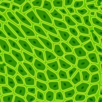 Green plant cell texture under a microscope or abstract nature seamless pattern. Leaf tissue layer vector macro illustration. Microbiology background. Scientific structure.