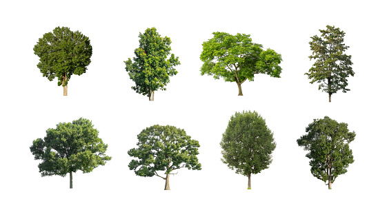 Set of Isolated trees on white background , The collection of trees