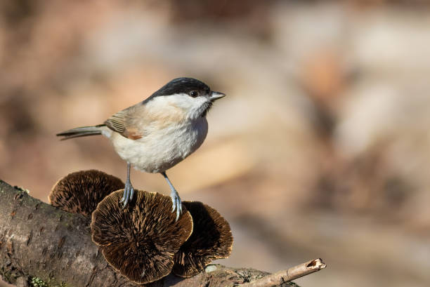 Marsh tit, Poecile palustris. The bird sits on a fungus that grows on a tree branch Marsh tit, Poecile palustris. The bird sits on a fungus that grows on a tree branch. parus palustris stock pictures, royalty-free photos & images