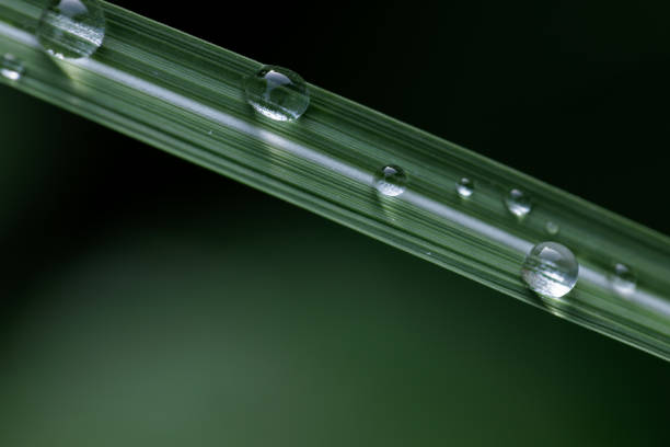 Beautiful water drops on a stalks of grass close-up. Blurring background. 