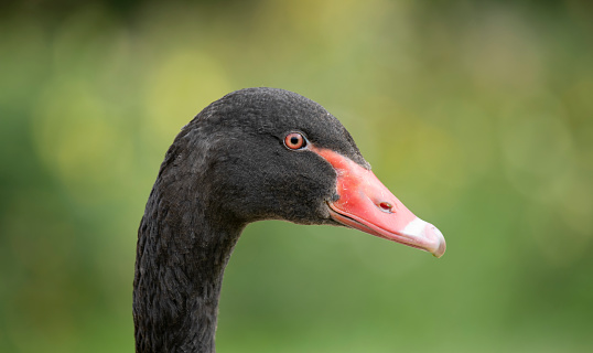 Close up Portrait of a black swan, Cygnus atratus,  with red beak on a neutral blurred background