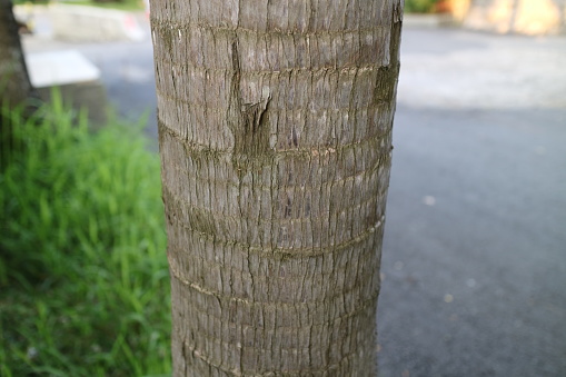 a photo of a brown rough textured palm trunk