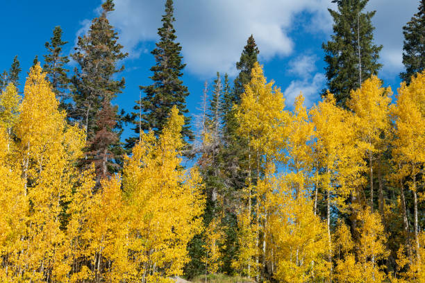istock Aspens and Blue Spruce in Autumn 1428618888