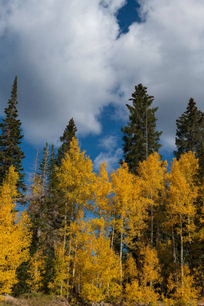 istock Vertical Autumn Landscape on the Grand Mesa 1428618907