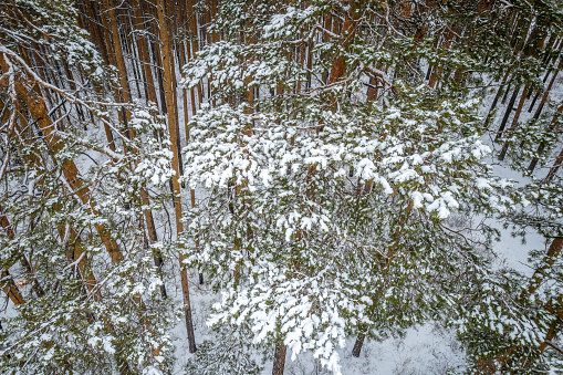 Aerial view of a winter pine forest. Top view of snow-covered pine trees. Beautiful winter forest landscape. Coniferous forest panorama. Picturesque northern nature.
