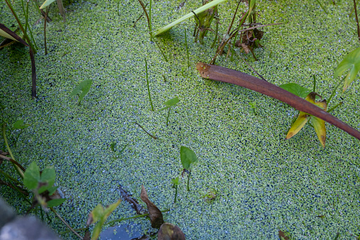 Green algae covers the entire pond