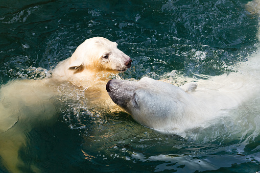 Two polar bears swimming in the water