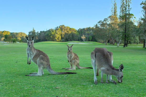 istock Three wild kangaroos Standing around on the green grass.  Two looking at the camera. Trees & green grass all around.  Blue skies. Yamba, New South Wales, Australia 1428623644