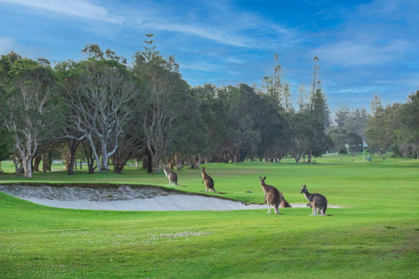 cuatro canguros salvajes de pie en la hierba alrededor de un pozo de arena. árboles y hierba verde por todas partes.  cielos azules. yamba, nueva gales del sur, australia - yamba fotografías e imágenes de stock