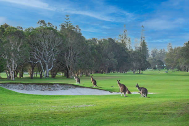 four wild kangaroos standing on the grass around a sand pit. trees & green grass all around.  blue skies. yamba, new south wales, australia - yamba imagens e fotografias de stock