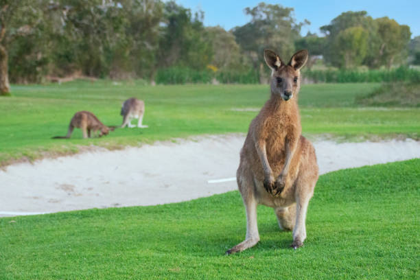 istock Wild kangaroos standing on the grass around a sand pit.  One looking at the camera.  The other two eating grass.  Trees & green grass all around. Blue sky.  Yamba, New South Wales, Australia 1428623719