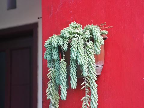 burro tail ornamental plant or sedum morganianum or kaktus anggur in indonesian
